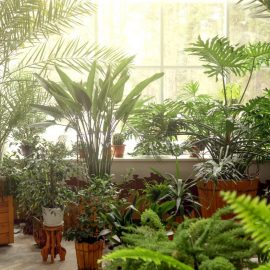 aclimatizarea-plantelor-de-interior