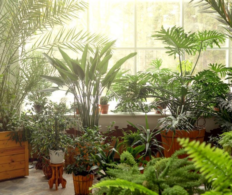 aclimatizarea-plantelor-de-interior