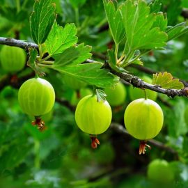 calendar-tratamente-arbusti-fructiferi-agris