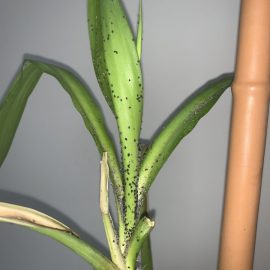 Cum tratez aceasta planta yuca impotriva afidelor, help me?