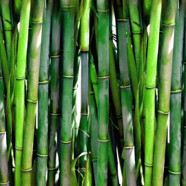 bambus ingrijire