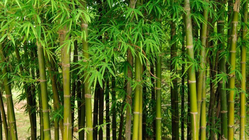 bambus-informatii-ingrijire