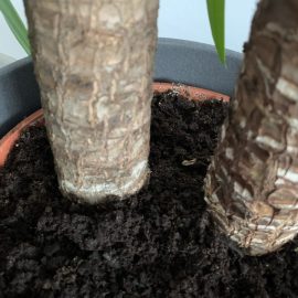 Cum pot salva yucca si bonsaiul