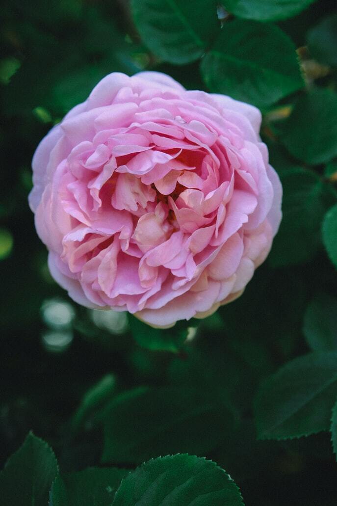 imagine trandafiri pentru petale