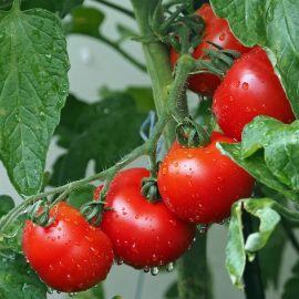 Fertilizarea in diferite stadii de dezvoltare a culturii de tomate Comunitatea Botanistii