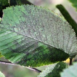 Fumagina - Simptome si tratament Comunitatea Botanistii