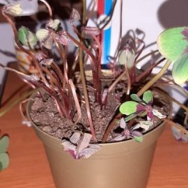 oxalis tetraphylla, trifoi norocos, cum să o aduc la viața?