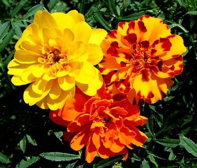 craitele-marigold-flori