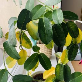 De ce are iasomia frunze galbene?