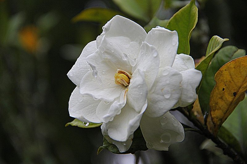 gardenia sfaturi ingrijire