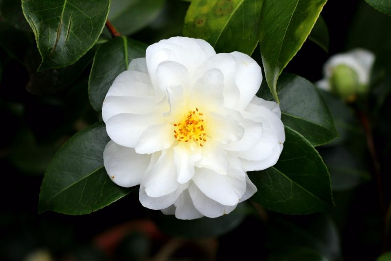 ingrijire camellia