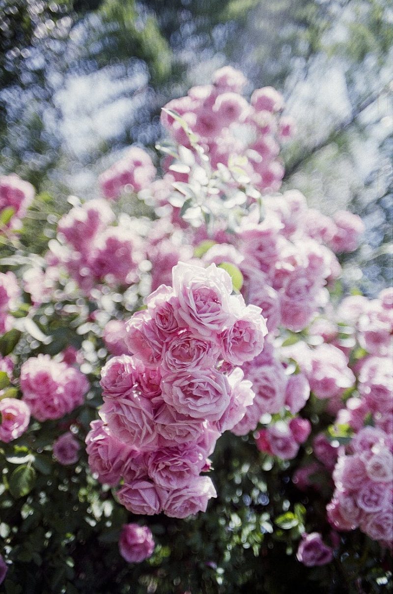 trandafiri-roz-inflorire-bogata