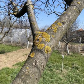 pomi fructiferi – cum pot elimina muschii verzi/lichenii de pe scoarta?