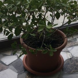 sfaturi ingrijire gardenia