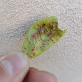 tratament par cu pete de frunze – acarianul eriofid