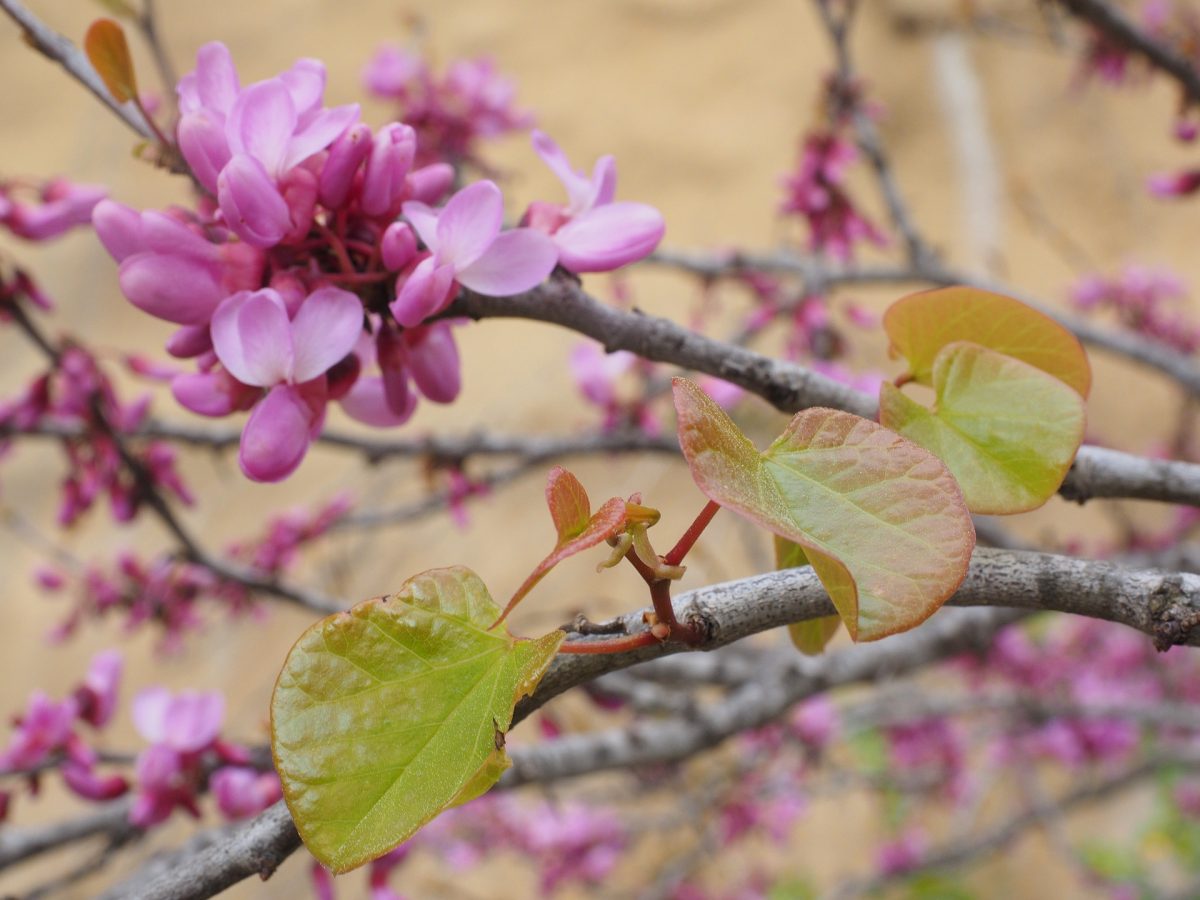 De ce are iasomia frunze galbene? Comunitatea Botanistii