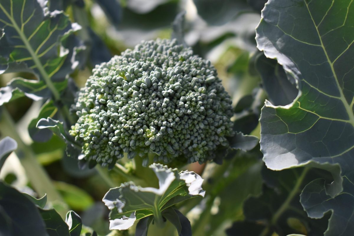 Broccoli, informatii despre tehnologia de cultura