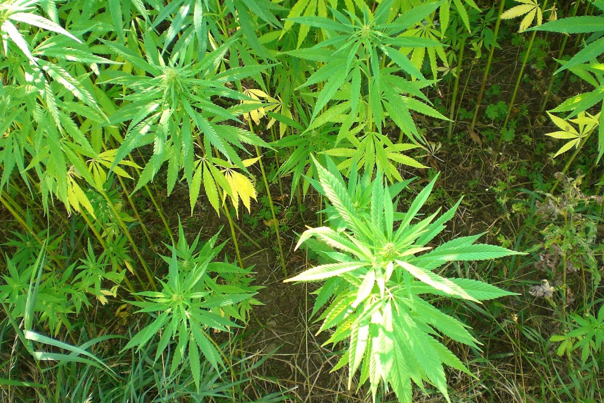 cannabis-fibre