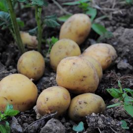 Ingalbenire frunze cartof