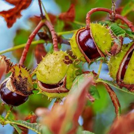 Pomi fructiferi castan - Comunitatea Botanistii