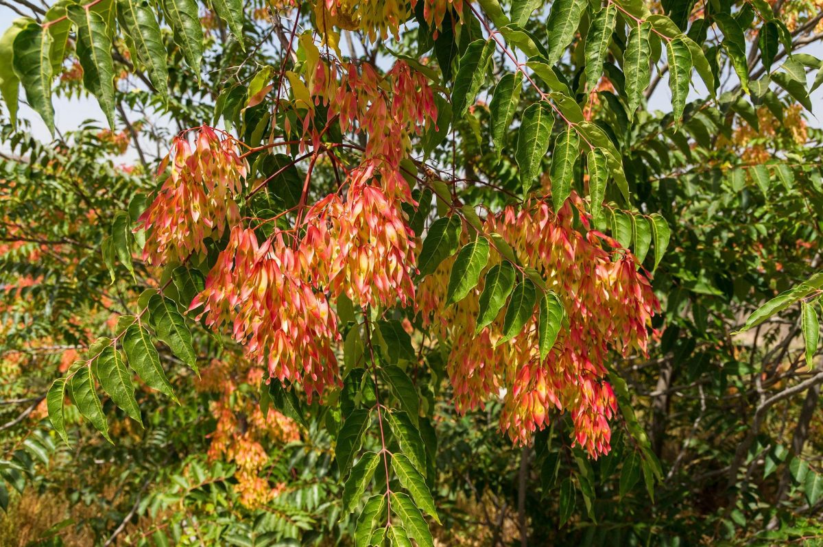 frunze rasucite si lipicioase la piersic Comunitatea Botanistii