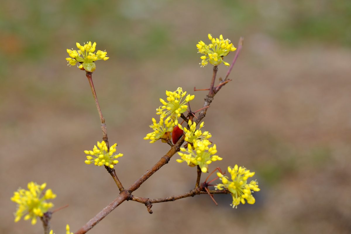 Ilex crenata- cad frunzele verzi Comunitatea Botanistii