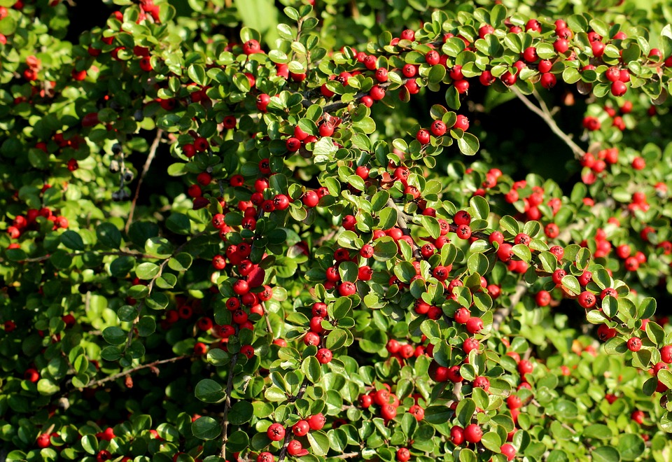 cotoneaster arbust