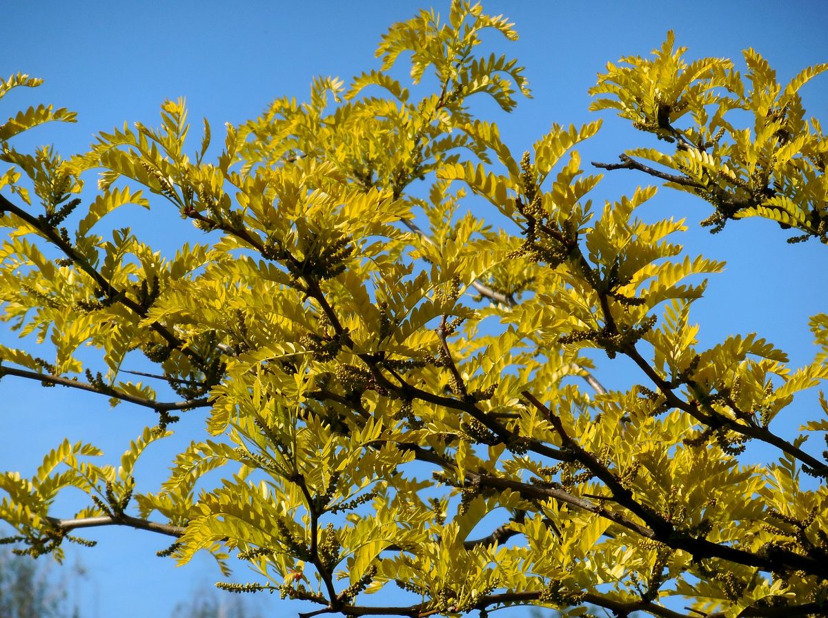 Iasomie Madagascar frunze galbene Comunitatea Botanistii