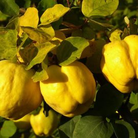 Pomi fructiferi gutui - Comunitatea Botanistii