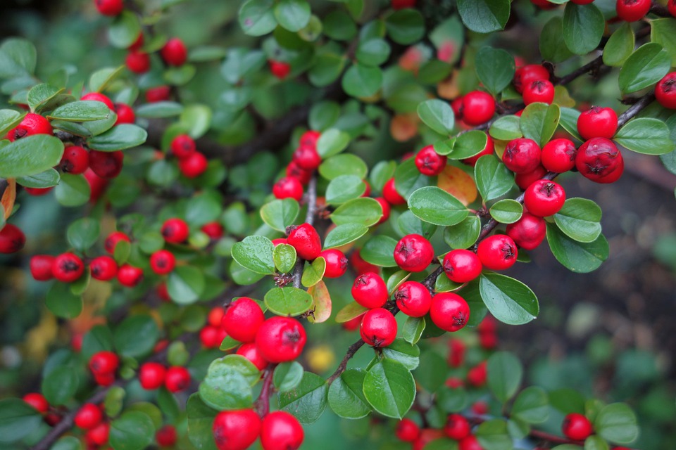 arbust cotoneaster