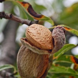 Pomi fructiferi migdal - Comunitatea Botanistii