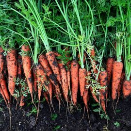 Ce erbicid pot sa aplica in culturi de morcov, patrunjel, fasole, mazare, cartof