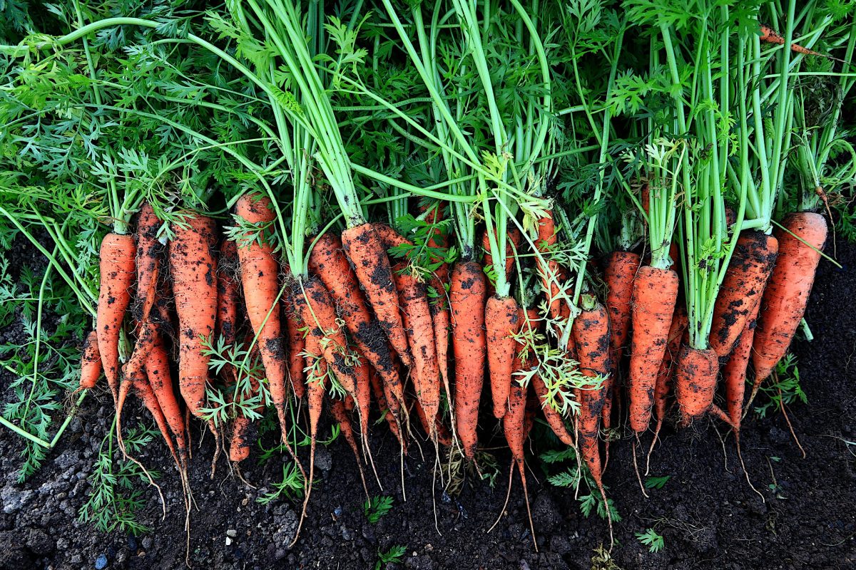 morcov-cultivare-ingrijire