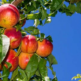 Cum pot proteja pomii fructiferi de temperaturile scazute?