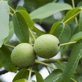 Pomi fructiferi nuc - Comunitatea Botanistii