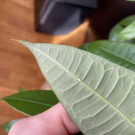 Pachira – pete pe frunze si substanta lipicioasa pe spatele frunzelor