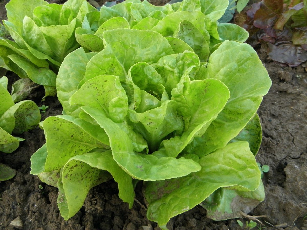 salata-cultivare-ingrijire