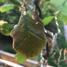 Stejar in curs de transformare in bonsai - frunze depreciate