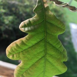 Stejar in curs de transformare in bonsai – frunze depreciate