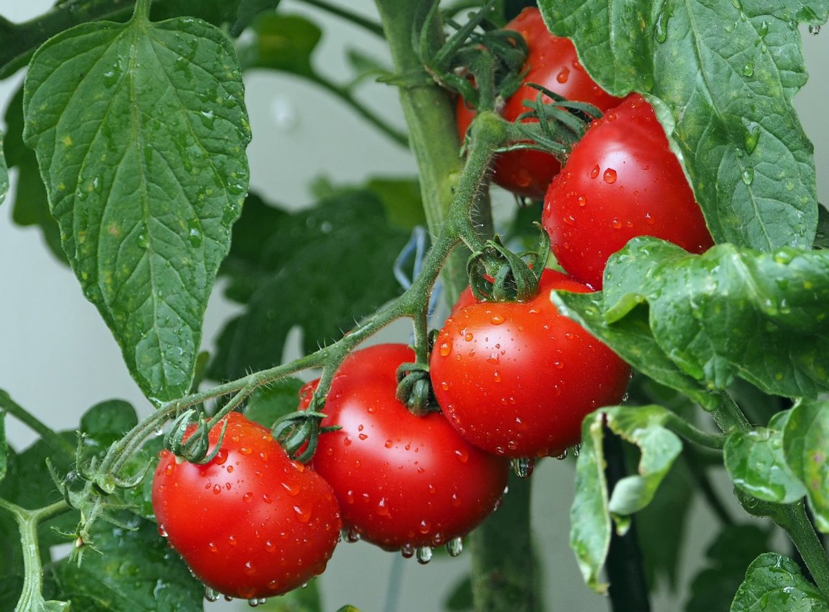 Fertilizarea in diferite stadii de dezvoltare a culturii de tomate