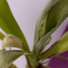 Yucca – pete albicioase pe frunze