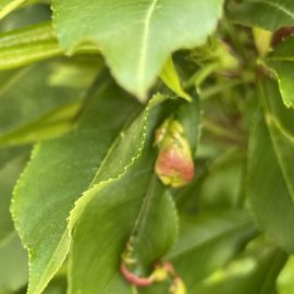 nectarin – frunze afectate de basicare
