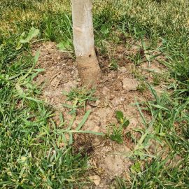 Albizia plantata recent –  caderea frunzelor