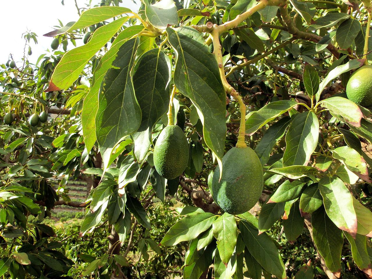 Iasomie Madagascar frunze galbene Comunitatea Botanistii