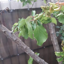 Cais atacat de afide – frunze chircite
