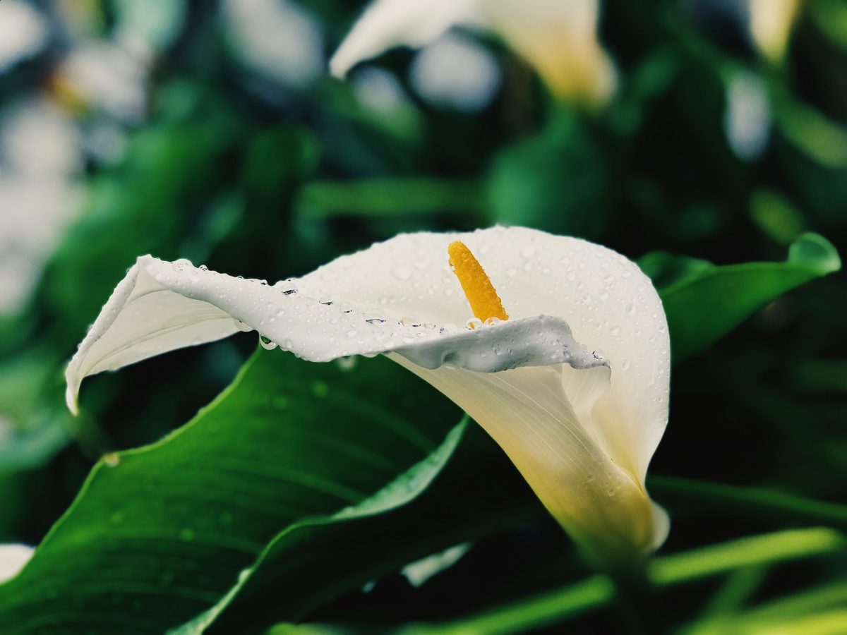 De ce cade floarea la gogosarii mei? Comunitatea Botanistii