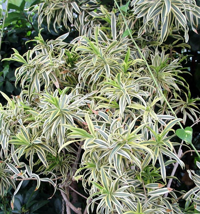 Ilex crenata- cad frunzele verzi Comunitatea Botanistii