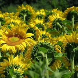 Floarea soarelui - ce ar putea avea? Comunitatea Botanistii