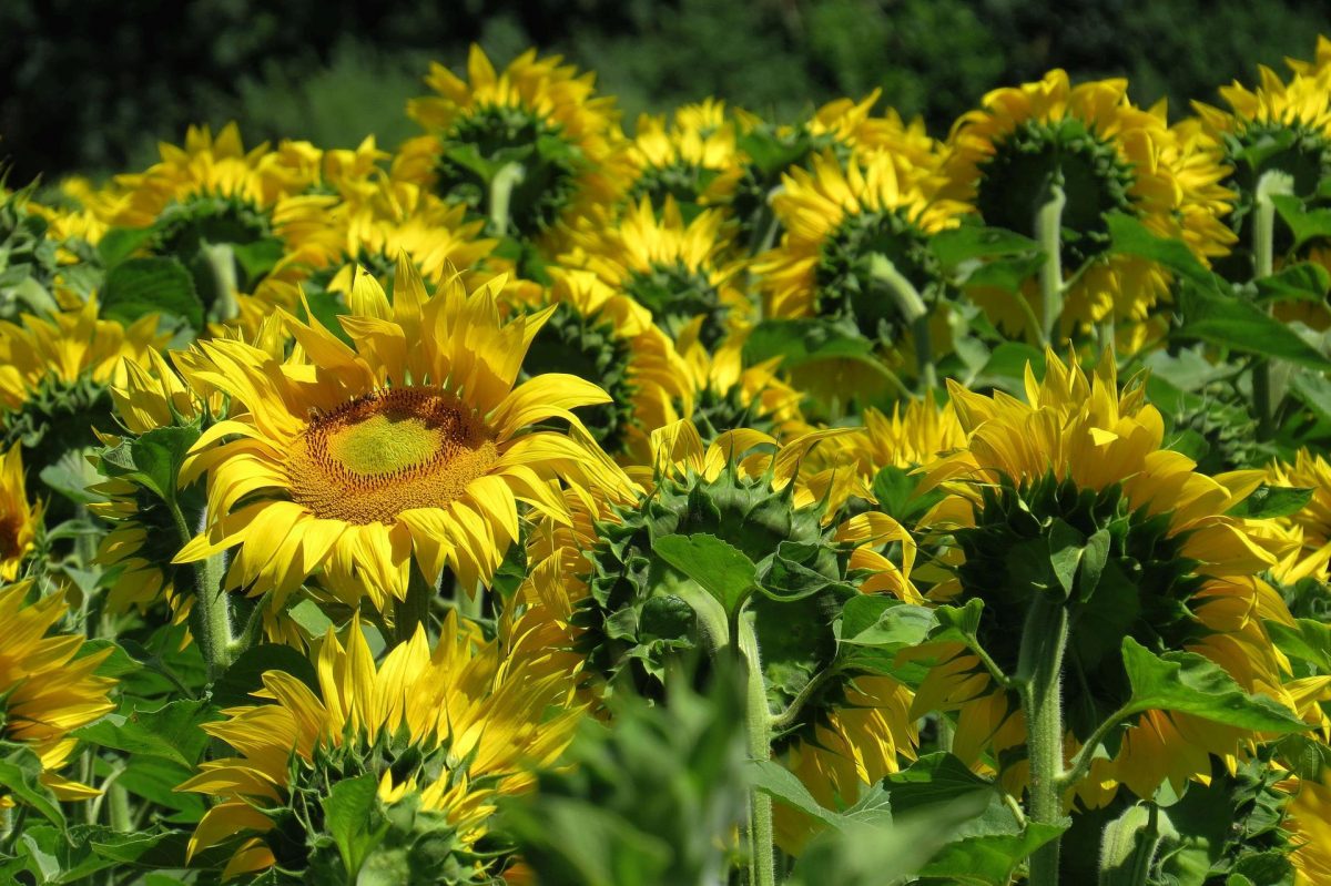 Putregaiul cenusiu al florii soarelui (Botrytis cinerea) - identificare si combatere Comunitatea Botanistii