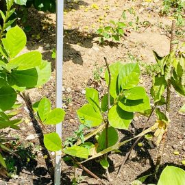 Frunze uscate pe o tulpina – magnolie de dimensiuni reduse